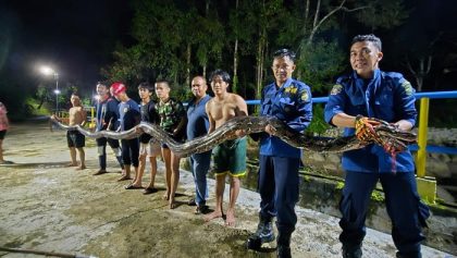 Petugas Damkar Palopo dan warga memegang ular piton sepanjang 6,7 meter hasil evakuasi dari Bendungan Murante pada malam hari.