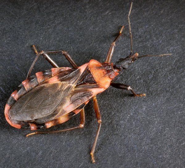 Kissing bug, serangga yang menyebarkan penyakit Chagas pada manusia melalui darah